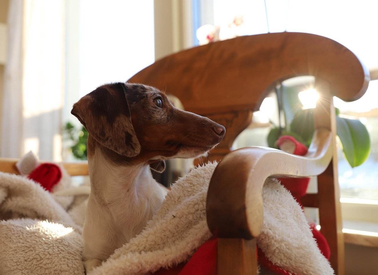 Quello che i cani dicono